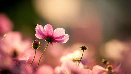 Dreamy Blossoms in Soft Light wallpaper