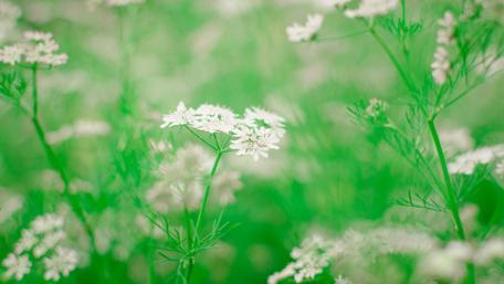 Blissful Spring Flower Field Gala wallpaper