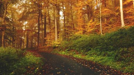 Autumn Path through the Forest wallpaper
