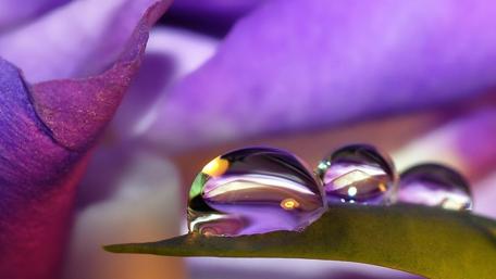 Dewdrops on Petal Edge wallpaper