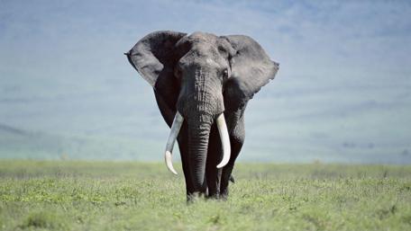Majestic Elephant Walking Through the Grasslands wallpaper
