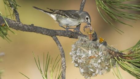 Bird Feeding its Hungry Chicks wallpaper