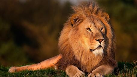 Majestic Lion in Nature Scene wallpaper