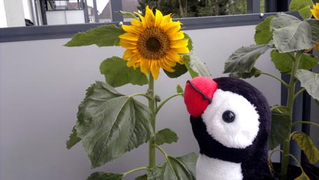 Charming Penguin with Sunflower Wallpaper wallpaper