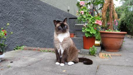 Siamese Cat Relaxing in a Garden wallpaper