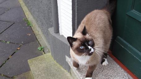 Charming Siamese Cat by the Doorway wallpaper