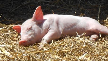 Adorable Baby Piglet Sleeping Peacefully wallpaper