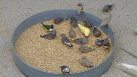Colorful Birds Feeding Together in a Calm Setting wallpaper