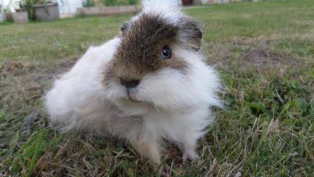 Adorable Fluffy Guinea Pig on Green Grass Scene wallpaper