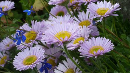 Delicate Blooms in Vibrant Colors wallpaper