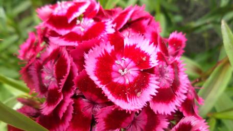 Vibrant Pink Flower Explosion wallpaper