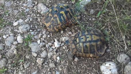 Turtle Duo on a Rocky Pathway wallpaper