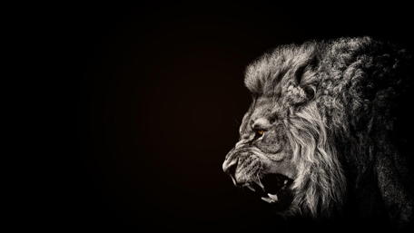 Majestic Black Lion Roaring wallpaper