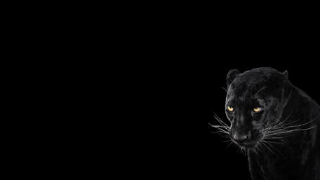 Black Panther's Intense Gaze wallpaper