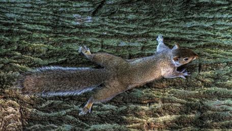 Charming Squirrel on a Tree Bole wallpaper