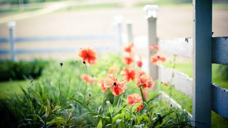 Vibrant Poppies in a Sunny Garden Scene wallpaper