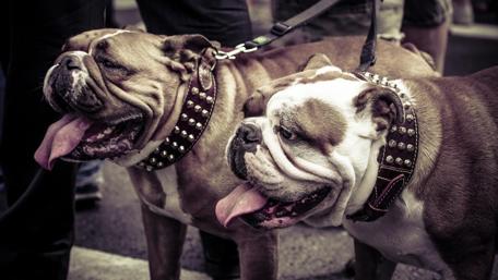 Bulldogs in Stylish Collars wallpaper