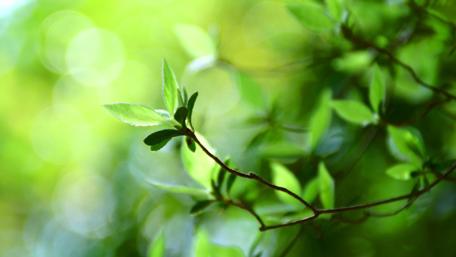 Lush Green Leaves and Sunrays Dance in Nature's Embrace wallpaper