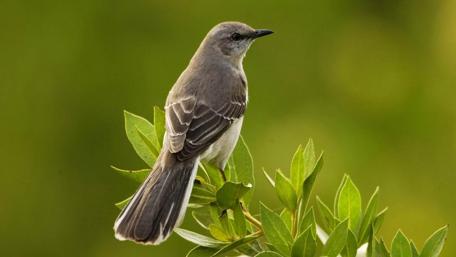 Serene Bird on a Bough wallpaper