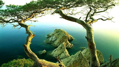 Serene Coastal Trees Overlook Rocky Shore wallpaper