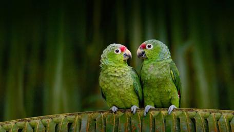Parrot couple wallpaper