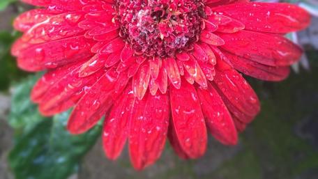 Vibrant Red Gerbera With Dew Drops wallpaper