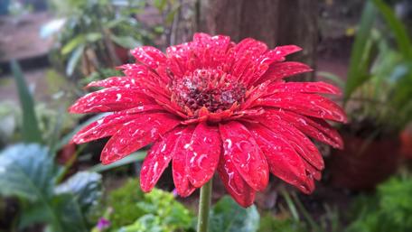 Vibrant Red Gerbera Flower with Water Drops wallpaper