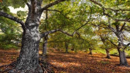 Majestic Forest Embracing Nature's Serenity wallpaper