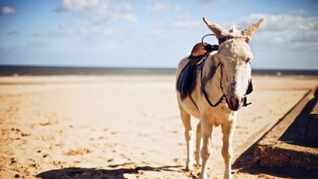 Gentle Donkey on the Beach wallpaper