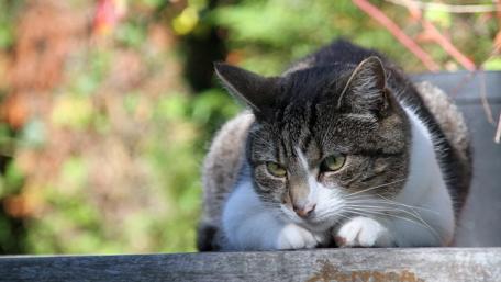 Curious Cat in a Serene Garden Scene wallpaper