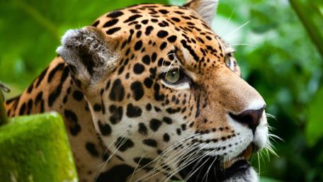 Majestic Jaguar in Lush Greenery wallpaper