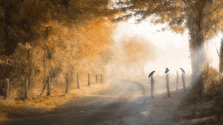 Autumn Serenity in Nature's Embrace wallpaper