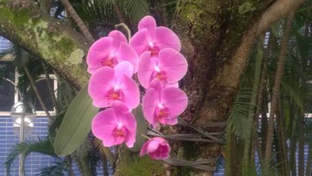 Elegant Pink Orchids on a Tree Trunk wallpaper