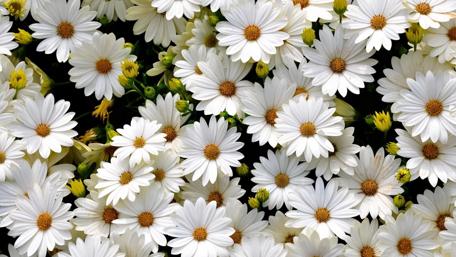 Daisy Delight in Full Bloom wallpaper