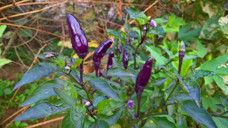Vibrant Purple Peppers in Nature's Embrace wallpaper