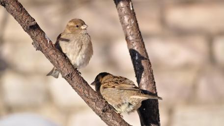 Charming Sparrows on a Branch wallpaper