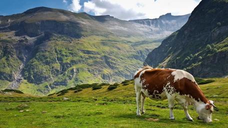 Cow Grazing in Mountain Meadow wallpaper