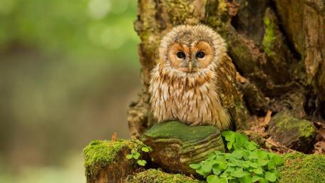 Majestic Owl Perched in Enchanted Forest wallpaper