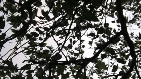 Nature's Canopy of Leaves and Flowers wallpaper