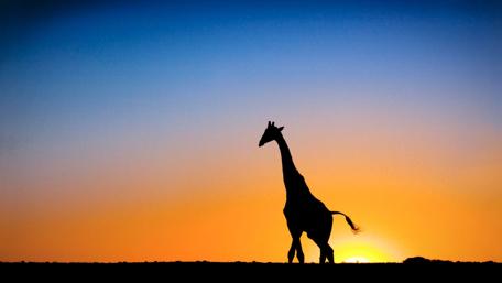 Giraffe at Sunset in the Wild wallpaper