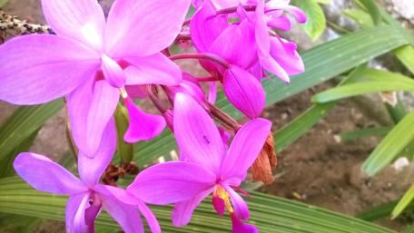Vibrant Blossom of Nature’s Beauty wallpaper