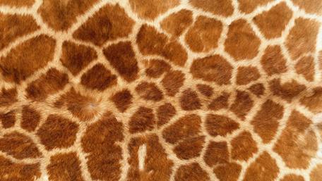 Giraffe Pattern Close-Up Wallpaper wallpaper