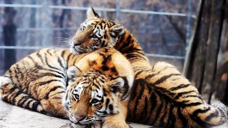 Majestic Tigers in Serenity wallpaper