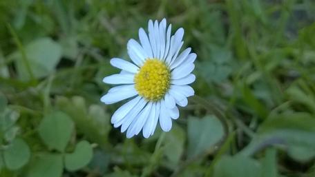 Delicate Daisy in Nature's Embrace wallpaper