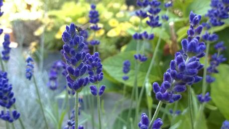 Lavender Blooms in Serenity wallpaper