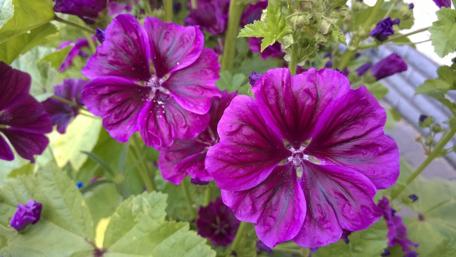 Vibrant Violet Flowers Blooming Brightly wallpaper