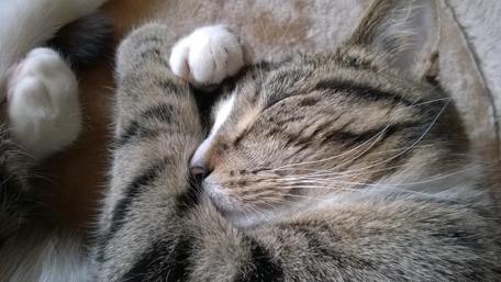 Cozy Catnap Serenity Experience wallpaper