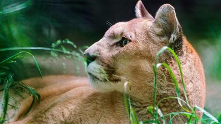 Majestic Big Cat in the Wild Grasslands wallpaper