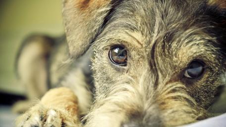 Adorable Canine Gaze wallpaper