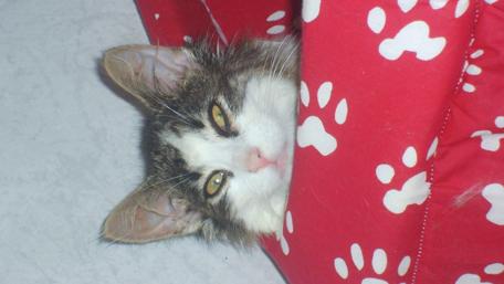 Cozy Cat Peeking Out from Blanket wallpaper